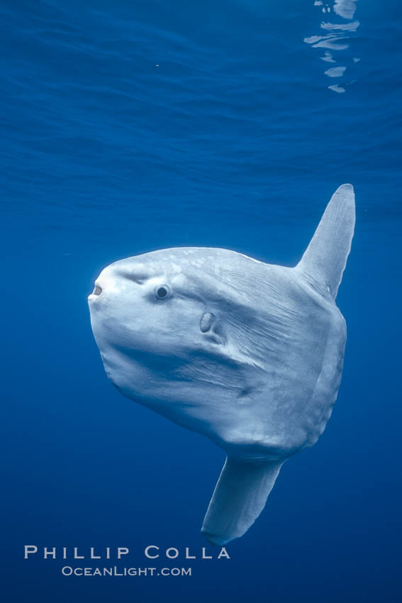 Ocean sunfish, open ocean, Baja California., Mola mola, natural history stock photograph, photo id 03274