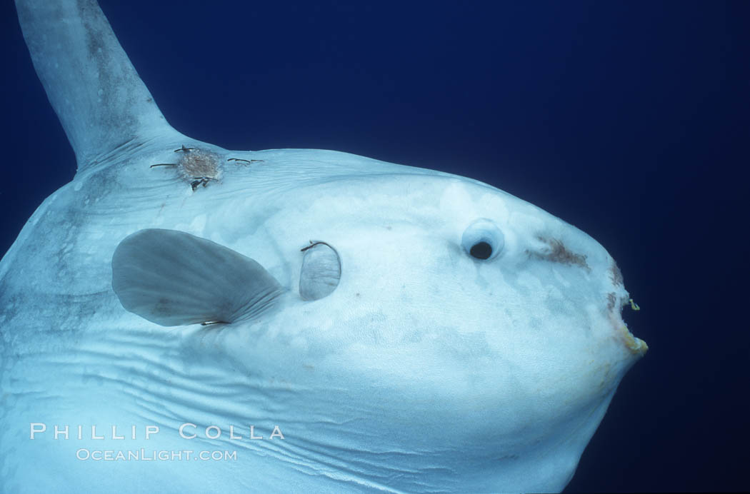 Ocean sunfish, open ocean. San Diego, California, USA, Mola mola, natural history stock photograph, photo id 03318