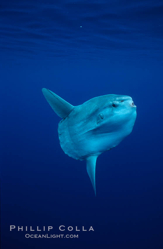 Ocean sunfish, open ocean. San Diego, California, USA, Mola mola, natural history stock photograph, photo id 02884