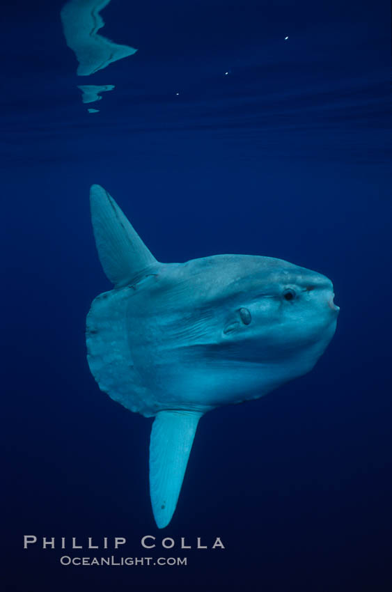 Ocean sunfish, open ocean. San Diego, California, USA, Mola mola, natural history stock photograph, photo id 02888