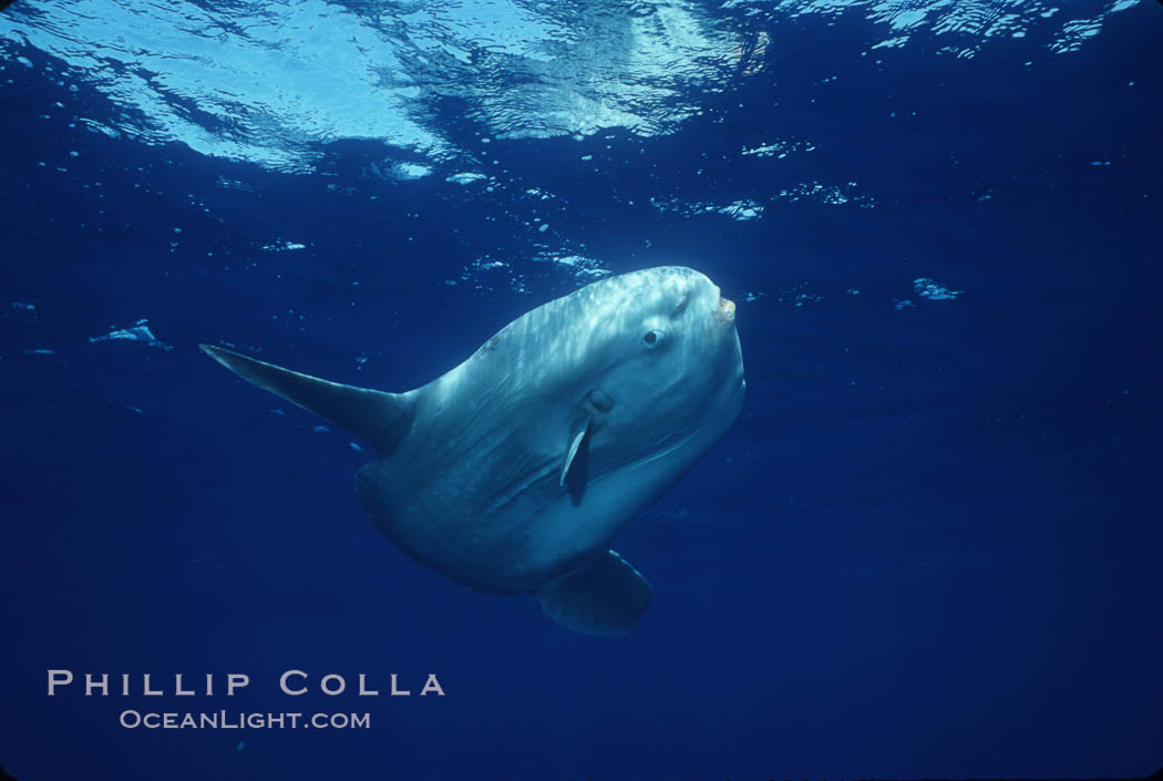 Ocean sunfish, open ocean. San Diego, California, USA, Mola mola, natural history stock photograph, photo id 03312