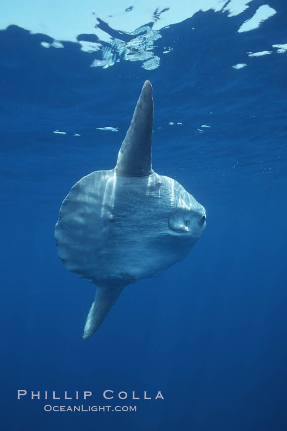 Ocean sunfish, open ocean. San Diego, California, USA, Mola mola, natural history stock photograph, photo id 03316