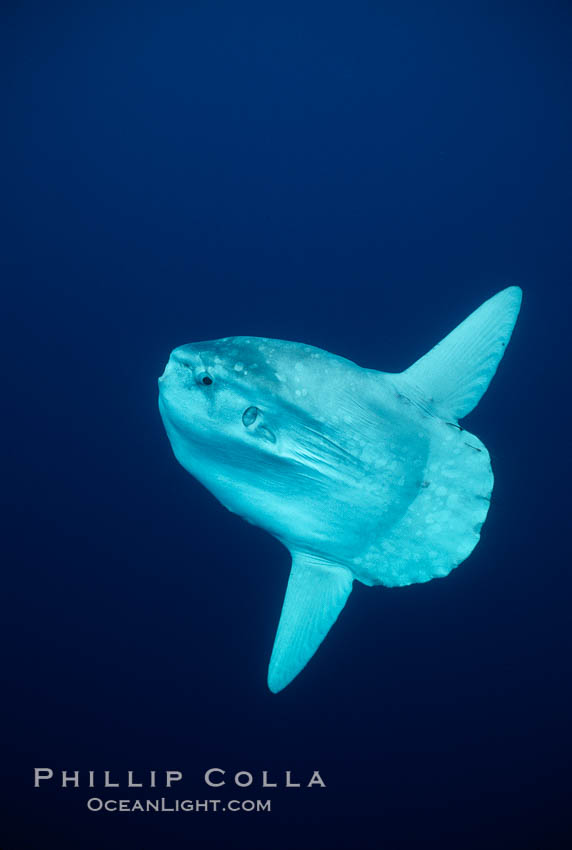 Ocean sunfish, open ocean. San Diego, California, USA, Mola mola, natural history stock photograph, photo id 03492