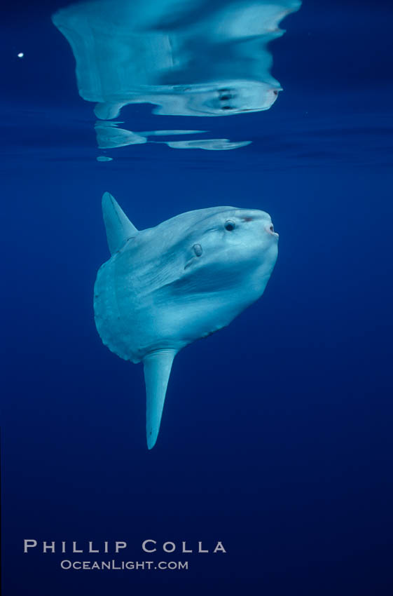 Ocean sunfish, open ocean. San Diego, California, USA, Mola mola, natural history stock photograph, photo id 02887