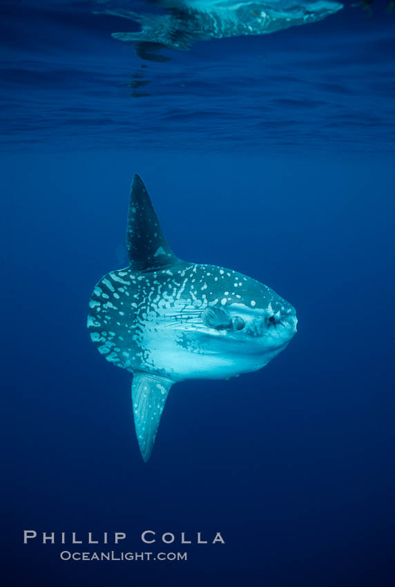 Ocean sunfish, open ocean. San Diego, California, USA, Mola mola, natural history stock photograph, photo id 03495