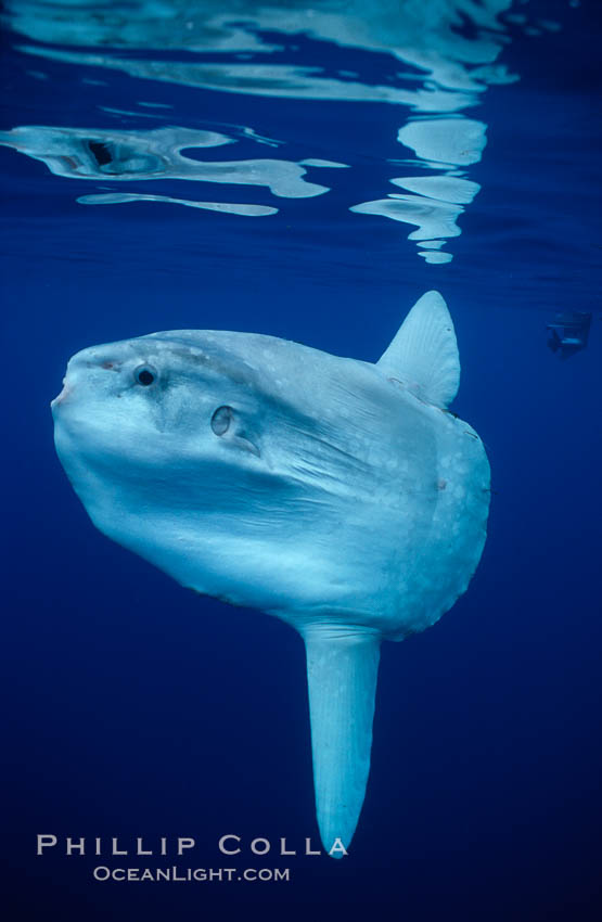 Ocean sunfish, open ocean. San Diego, California, USA, Mola mola, natural history stock photograph, photo id 02889