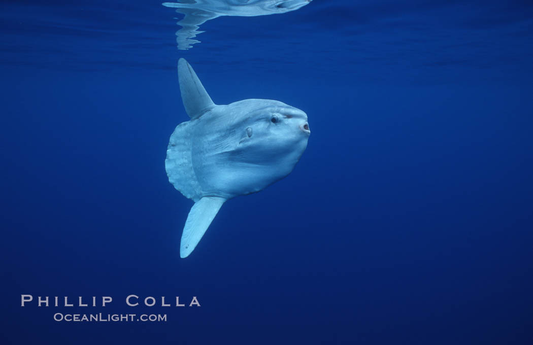 Ocean sunfish, open ocean. San Diego, California, USA, Mola mola, natural history stock photograph, photo id 02893