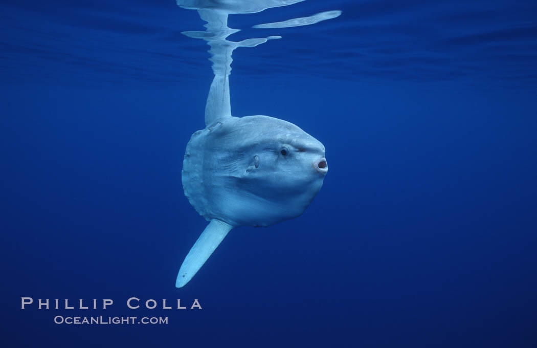 Ocean sunfish, open ocean. San Diego, California, USA, Mola mola, natural history stock photograph, photo id 02897