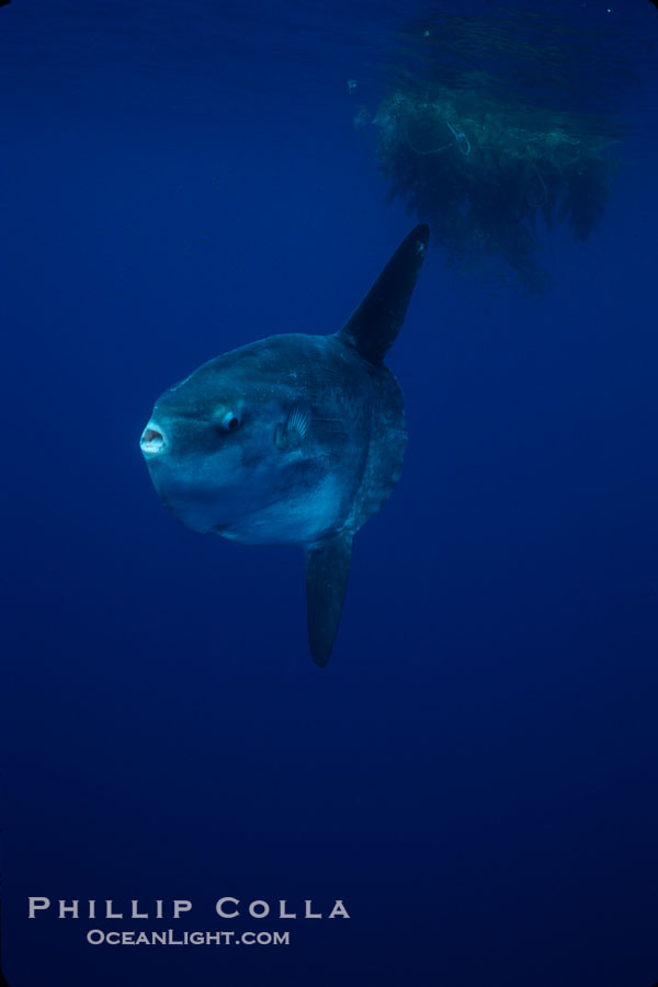 Ocean sunfish, open ocean., Mola mola, natural history stock photograph, photo id 03165