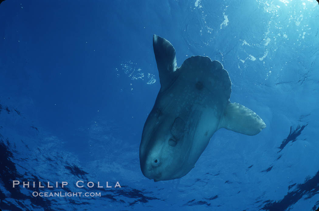 Ocean sunfish sunning at surface, viewed from below, open ocean, Baja California., Mola mola, natural history stock photograph, photo id 03269