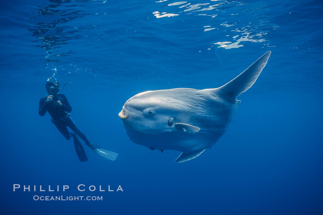 Ocean sunfish, open ocean. San Diego, California, USA, Mola mola, natural history stock photograph, photo id 03321