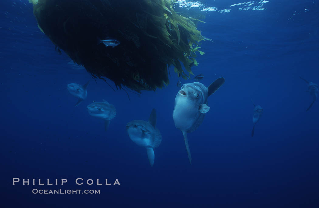 Ocean sunfish schooling, open ocean near San Diego. California, USA, Mola mola, natural history stock photograph, photo id 03620
