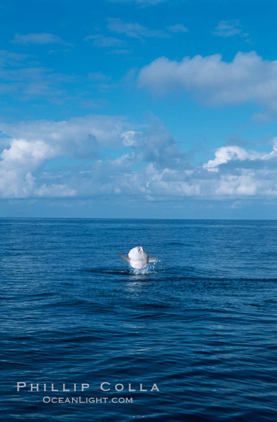 Ocean sunfish breaching. San Diego, California, USA, Mola mola, natural history stock photograph, photo id 06452