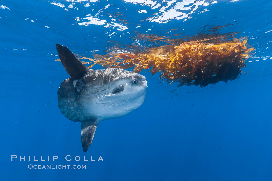 Ocean sunfish hovers near drift kelp to recruite juvenile fish to remove parasites, open ocean. San Diego, California, USA, Mola mola, natural history stock photograph, photo id 10028