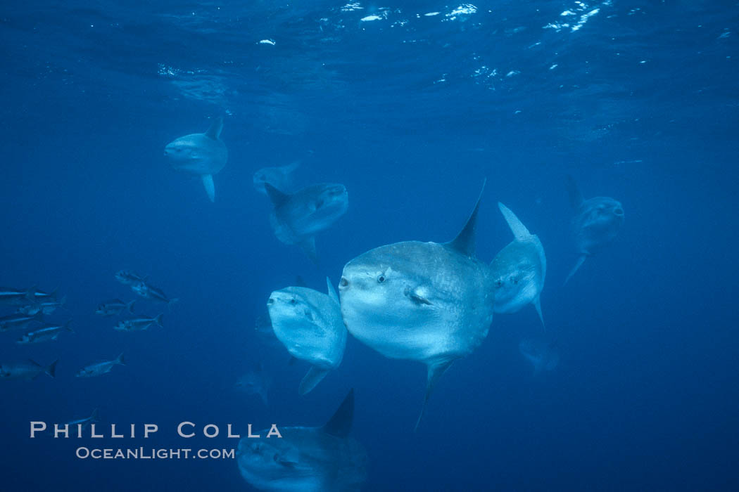 Ocean sunfish schooling near drift kelp, soliciting cleaner fishes, open ocean, Baja California., Mola mola, natural history stock photograph, photo id 06399