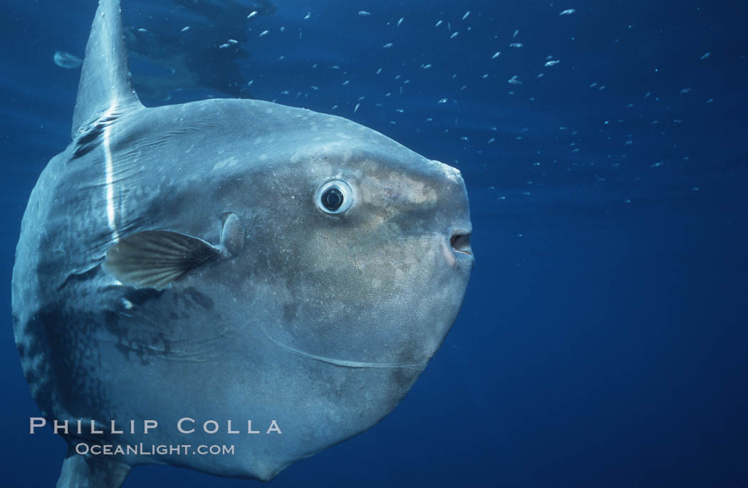 Ocean sunfish, open ocean, Baja California., Mola mola, natural history stock photograph, photo id 06419