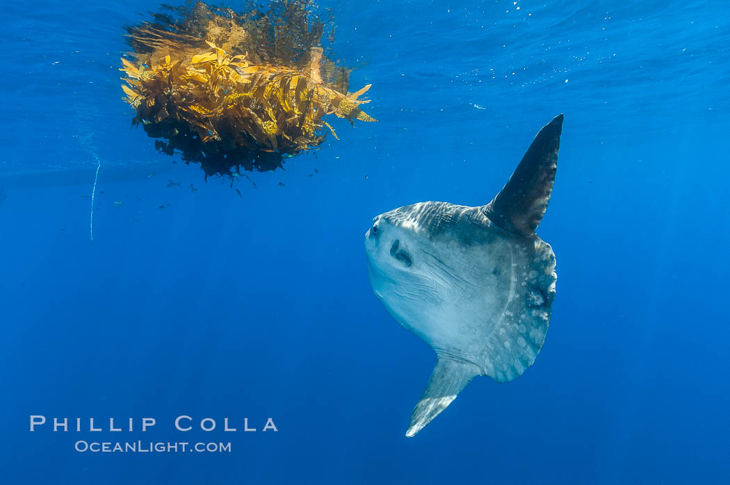Ocean sunfish hovers near drift kelp to recruite juvenile fish to remove parasites, open ocean. San Diego, California, USA, Mola mola, natural history stock photograph, photo id 10003