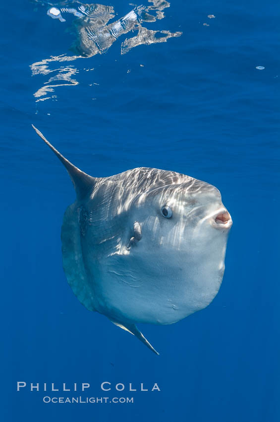 Ocean sunfish, open ocean. San Diego, California, USA, Mola mola, natural history stock photograph, photo id 10011