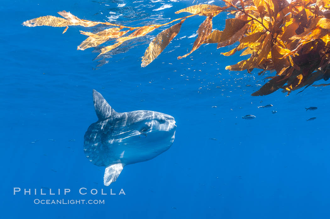 Ocean sunfish hovers near drift kelp to recruite juvenile fish to remove parasites, open ocean. San Diego, California, USA, Mola mola, natural history stock photograph, photo id 10019