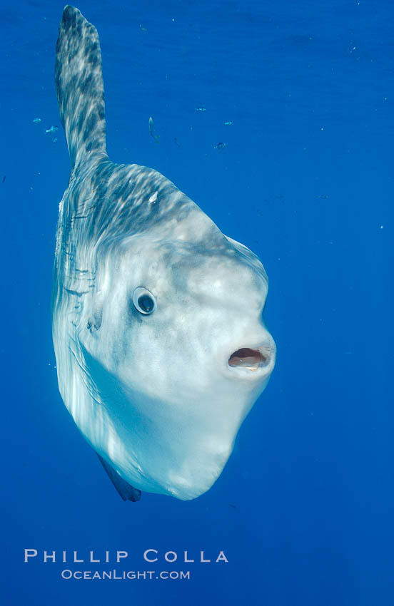 Ocean sunfish, open ocean. San Diego, California, USA, Mola mola, natural history stock photograph, photo id 10027
