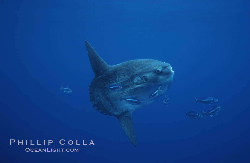 Ocean sunfish, halfmoon perch removing its parasites, open ocean. San Diego, California, USA, Medialuna californiensis, Mola mola, natural history stock photograph, photo id 03169