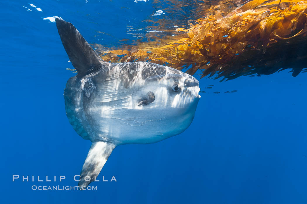 Ocean sunfish hovers near drift kelp to recruite juvenile fish to remove parasites, open ocean. San Diego, California, USA, Mola mola, natural history stock photograph, photo id 10005