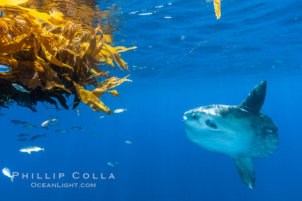 Ocean sunfish hovers near drift kelp to recruite juvenile fish to remove parasites, open ocean. San Diego, California, USA, Mola mola, natural history stock photograph, photo id 10009