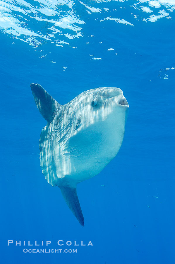 Ocean sunfish, open ocean., Mola mola, natural history stock photograph, photo id 10013