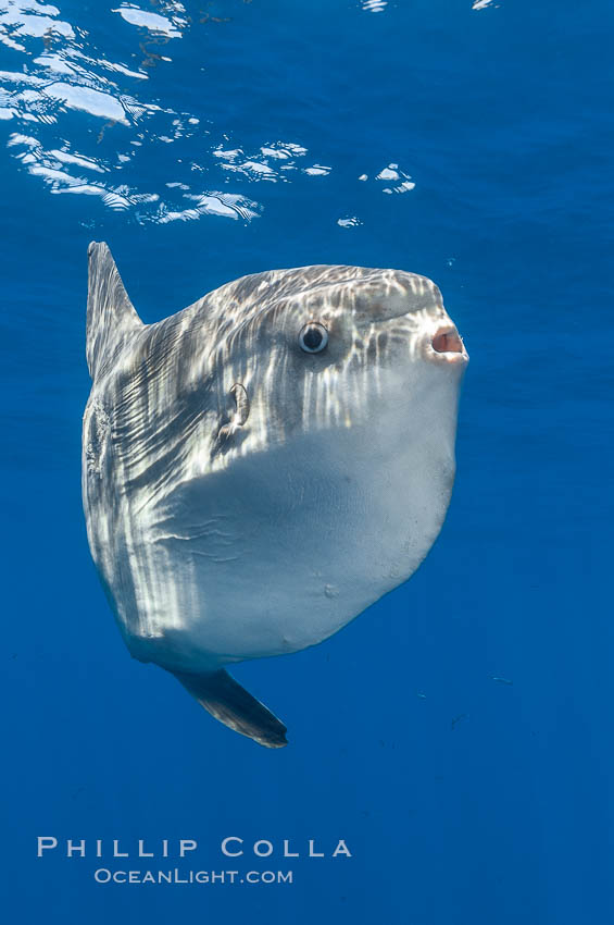 Ocean sunfish, open ocean. San Diego, California, USA, Mola mola, natural history stock photograph, photo id 10025