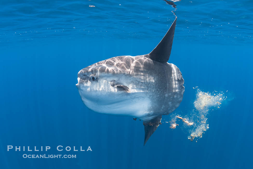 Ocean Sunfish Pooping as it Swims in the Open Ocean. Fish crapping. Fish poop. Fish shit. Defecation. San Diego, California, USA, Mola mola, natural history stock photograph, photo id 39462