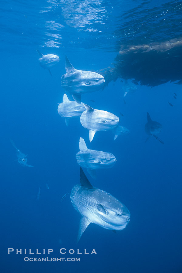 Ocean sunfish schooling near drift kelp, soliciting cleaner fishes, open ocean, Baja California., Mola mola, natural history stock photograph, photo id 06310