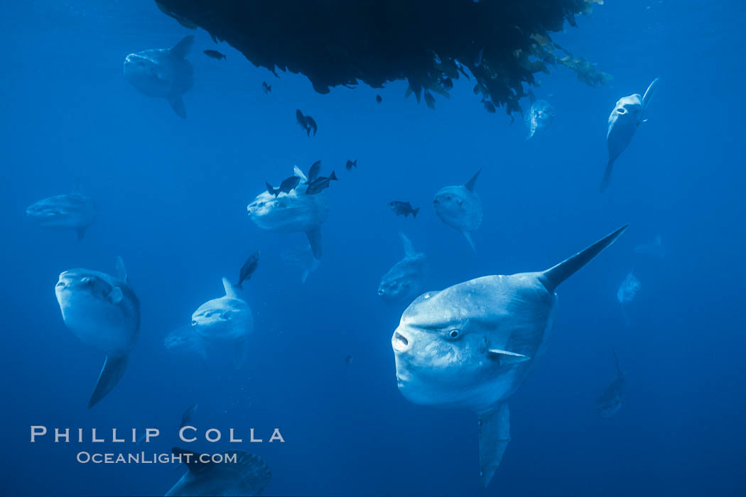 Ocean sunfish schooling near drift kelp, soliciting cleaner fishes, open ocean, Baja California., Mola mola, natural history stock photograph, photo id 06314