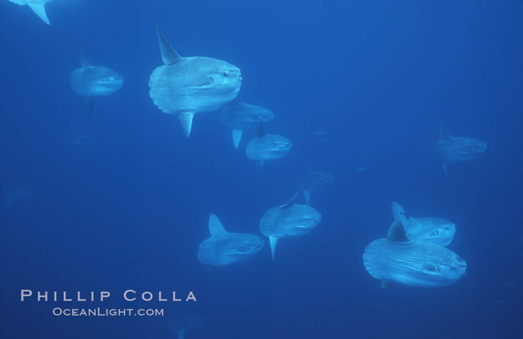 Ocean sunfish schooling near drift kelp, soliciting cleaner fishes, open ocean, Baja California., Mola mola, natural history stock photograph, photo id 06354