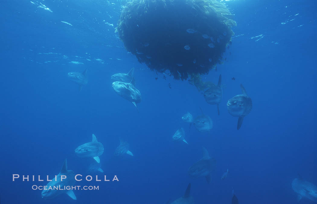 Ocean sunfish schooling near drift kelp, soliciting cleaner fishes, open ocean, Baja California., Mola mola, natural history stock photograph, photo id 06358