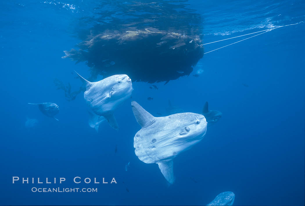 Ocean sunfish schooling near drift kelp, soliciting cleaner fishes, open ocean, Baja California., Mola mola, natural history stock photograph, photo id 06347