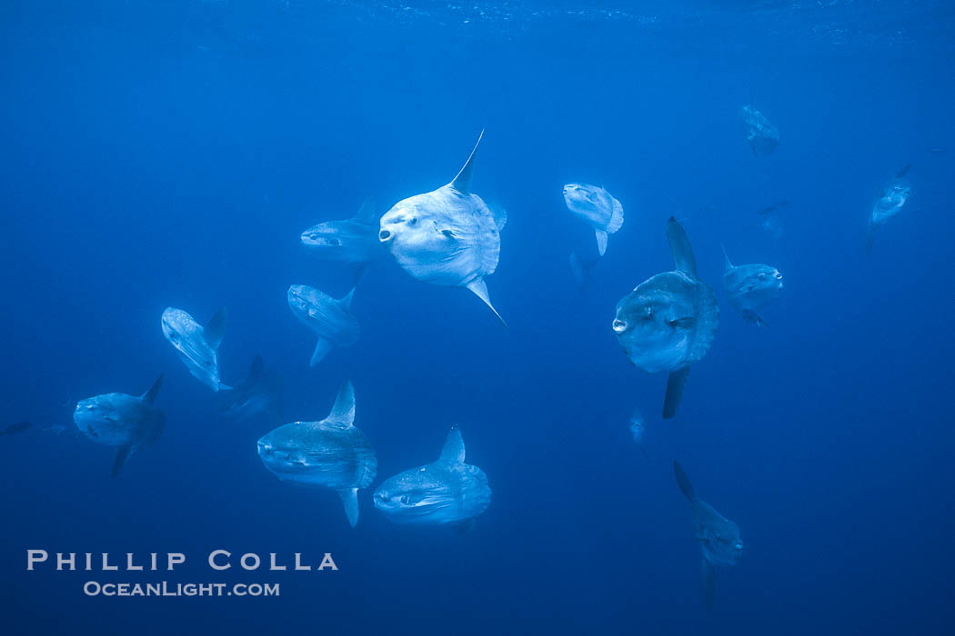 Ocean sunfish schooling near drift kelp, soliciting cleaner fishes, open ocean, Baja California., Mola mola, natural history stock photograph, photo id 06317
