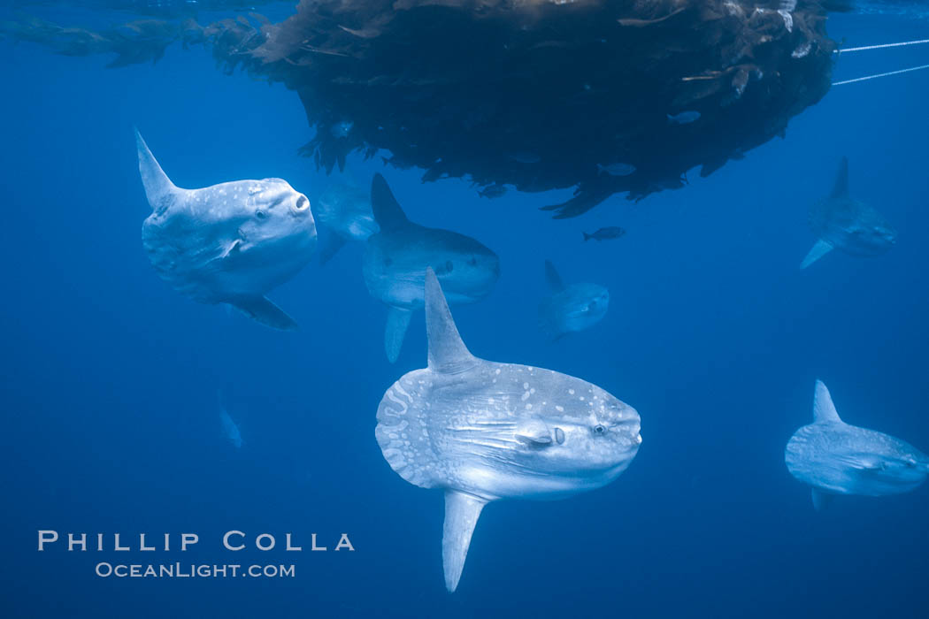 Ocean sunfish schooling near drift kelp, soliciting cleaner fishes, open ocean, Baja California., Mola mola, natural history stock photograph, photo id 06353