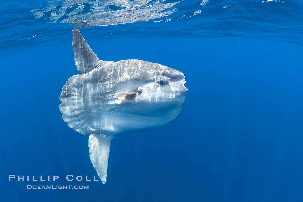Ocean Sunfish Mola mola Swims in the Open Ocean, near San Diego., Mola mola, natural history stock photograph, photo id 39468