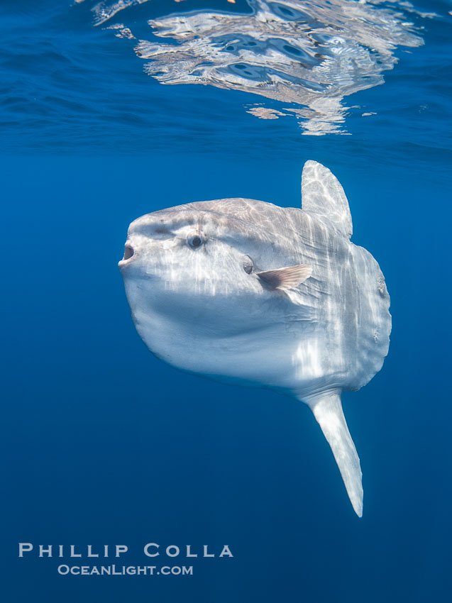 Ocean Sunfish Mola mola Swims in the Open Ocean, near San Diego. California, USA, Mola mola, natural history stock photograph, photo id 39463