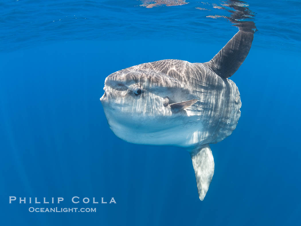 Ocean Sunfish Mola mola Swims in the Open Ocean, near San Diego. California, USA, Mola mola, natural history stock photograph, photo id 39461