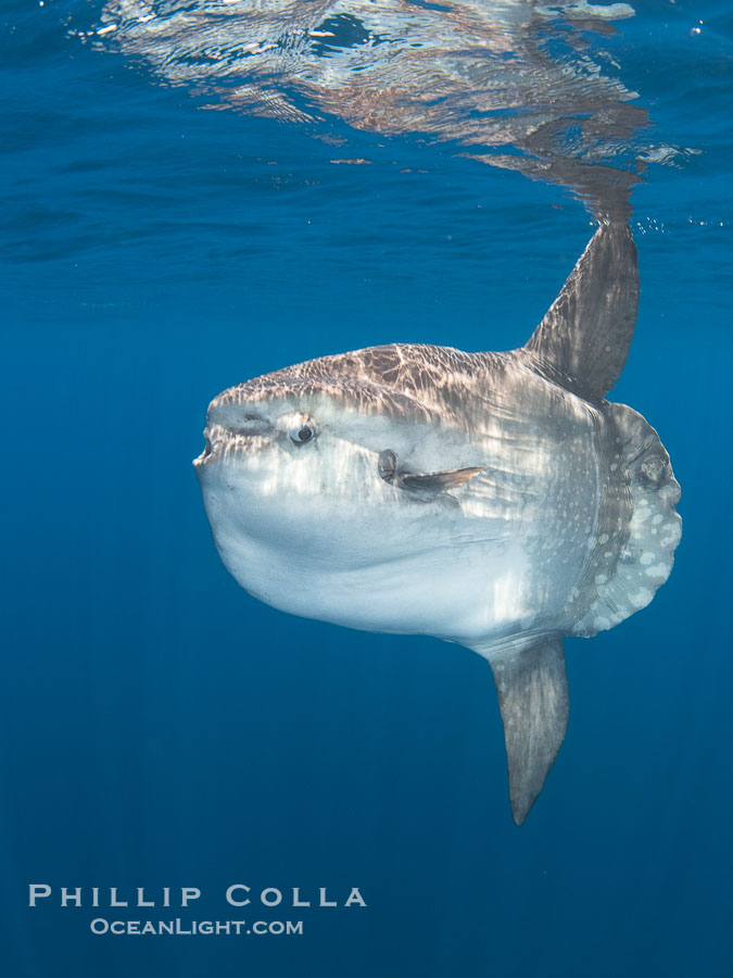 Ocean Sunfish Mola mola Swims in the Open Ocean, near San Diego., Mola mola, natural history stock photograph, photo id 39469
