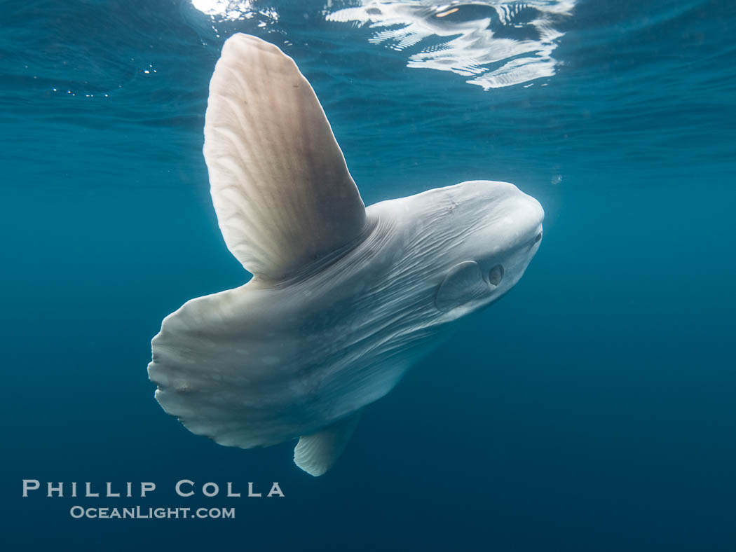 Dorsal and Caudal fins of the Ocean Sunfish Mola mola, as it Swims in the Open Ocean, near San Diego. The caudal fin is not a true tail but is a tail-like structure called a clavus that serves as a rudder. The dorsal (top) and anal (bottom) fins are used for propulsion. California, USA, Mola mola, natural history stock photograph, photo id 39407