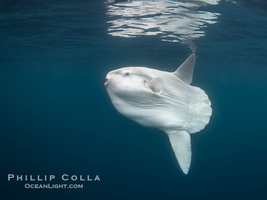 Ocean Sunfish Mola mola Swims in the Open Ocean, near San Diego., Mola mola, natural history stock photograph, photo id 39411