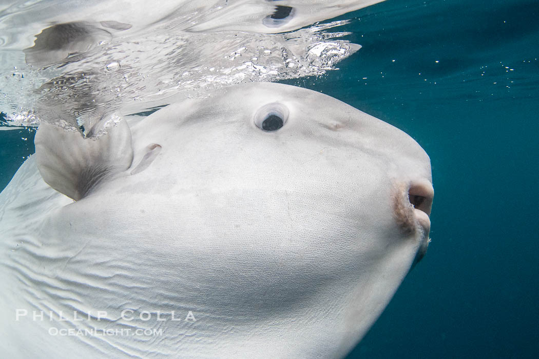 Mouth, eye and pectoral fin of the Ocean Sunfish, Mola mola, near San Diego. California, USA, Mola mola, natural history stock photograph, photo id 39409