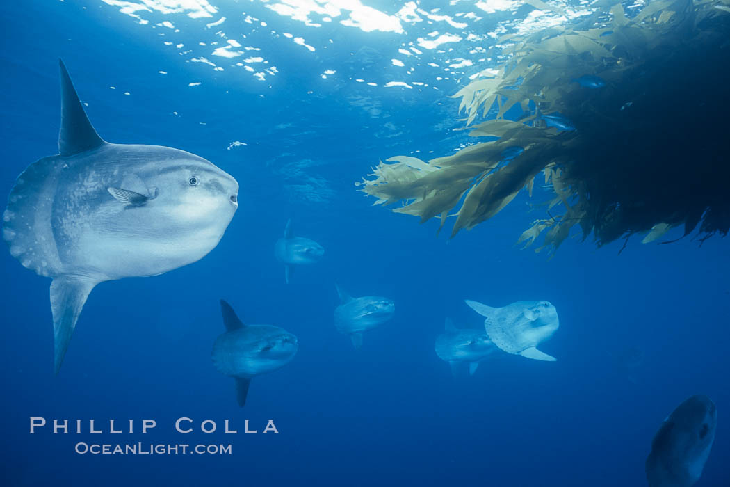 Ocean sunfish schooling, referencing drift kelp, open ocean near San Diego. California, USA, Mola mola, natural history stock photograph, photo id 03570