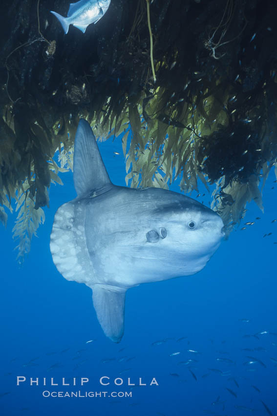 Ocean sunfish recruiting fish near drift kelp to clean parasites, open ocean, Baja California., Mola mola, natural history stock photograph, photo id 03268