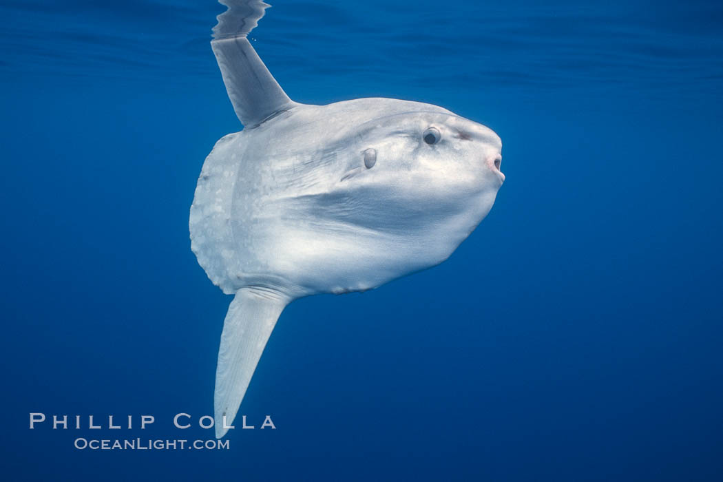 Ocean sunfish, open ocean. San Diego, California, USA, Mola mola, natural history stock photograph, photo id 02895