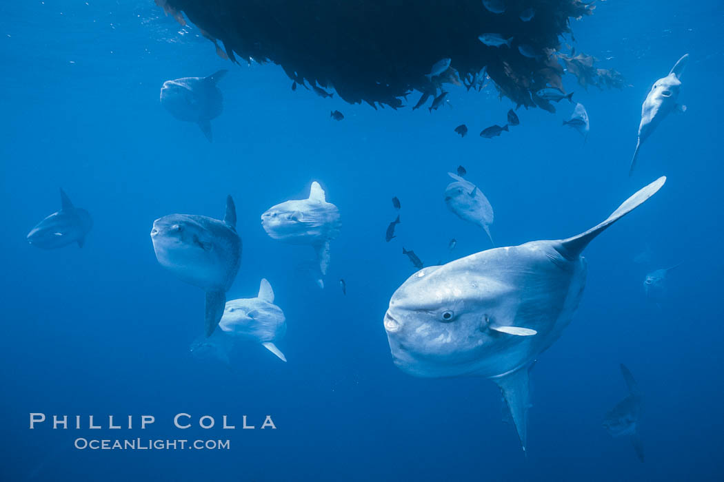 Ocean sunfish schooling near drift kelp, soliciting cleaner fishes, open ocean, Baja California., Mola mola, natural history stock photograph, photo id 06311