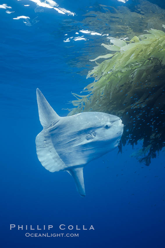 Ocean sunfish recruiting fish near drift kelp to clean parasites, open ocean, Baja California., Mola mola, natural history stock photograph, photo id 03265