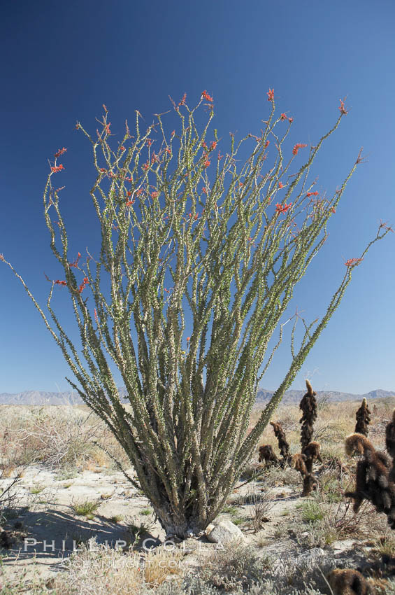 Ocotillo blooms in spring. Anza-Borrego Desert State Park, Borrego Springs, California, USA, Fouquieria splendens, natural history stock photograph, photo id 11547